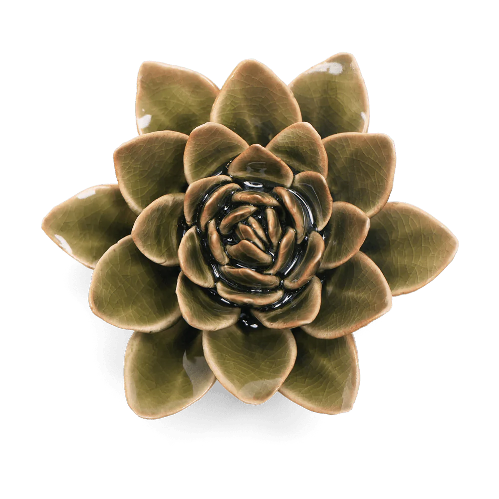 Dark Green Echiveria