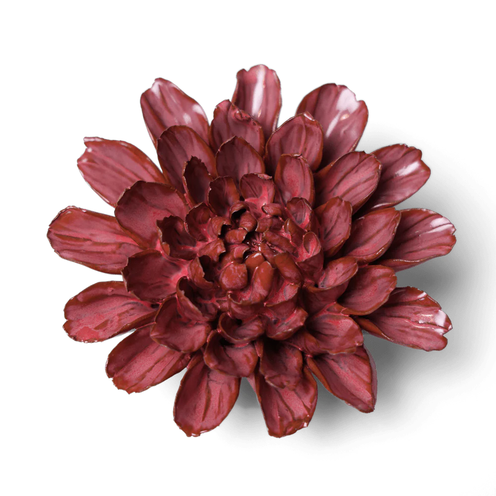Pink Dahlia